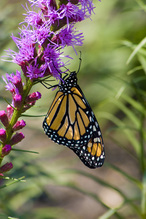 LCFPD monarchs