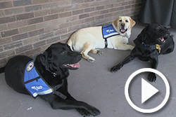 State's Attorney's Office service dogs