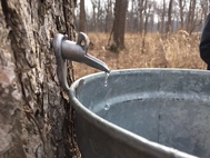Maple Syrup Hikes