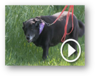 Tick dogs shadow