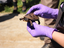 LCFPD Blanding's turtles