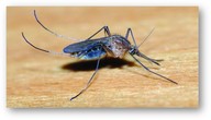mosquito shadow