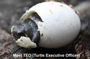 TEO (Turtle Executive Officer)