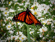 Monarch Butterflies