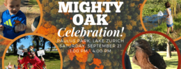 Mighty oaks