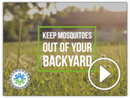 mosquitos