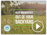 mosquitos