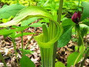 Jack-in-the-pulpit
