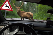 Deer safety