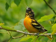 Oriole Grove Virtual Meeting