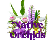 native orchids