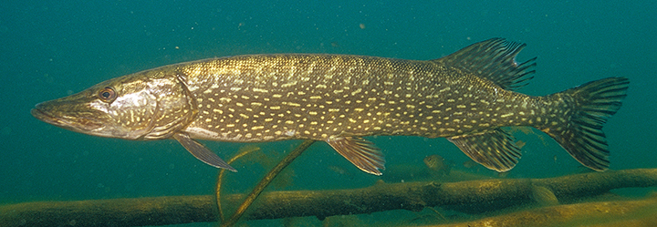 illinois.gov northern pike 