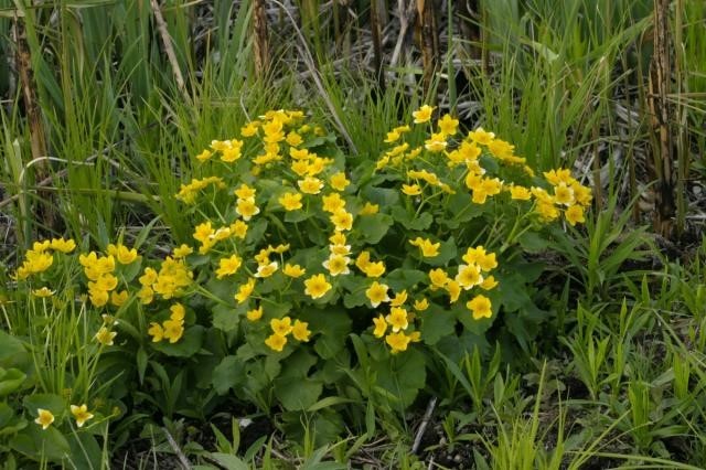 marsh marigold (Caltha palustris) Photo © 2009, River Valley Photographic Resources, Ltd., rvprltd.com