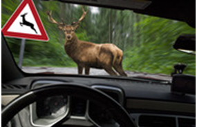 deer safety