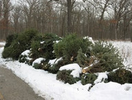 Holiday tree recycling