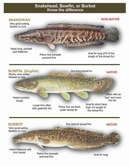 burbot vs