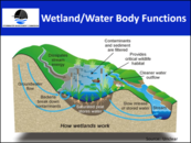 How Wetlands Work