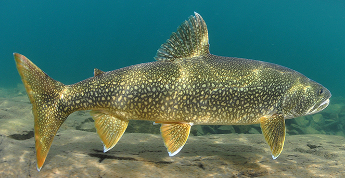 lake trout