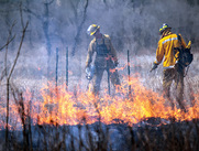 controlled burn