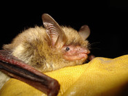 northern long-eared bat
