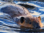 all about beavers