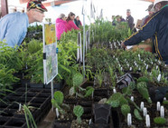 native plant sale