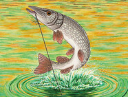 fishing guide