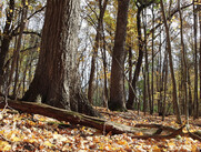 St. Francis Woods