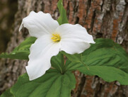wildflower