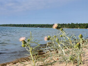 forest preserve research