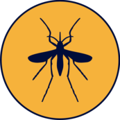 Mosquito