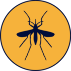 Mosquito