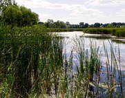 Rollins Savanna