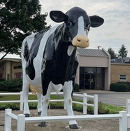 cow