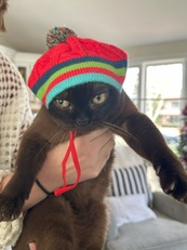 cat in hat