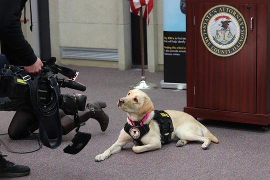 Yellow lab dog staring into a camera