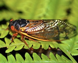 cicada