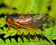 lcfpd cicada