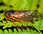 cicadas