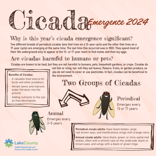 cicadas