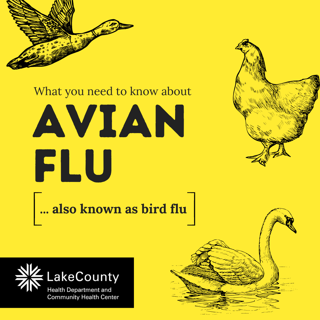 Avian Flu