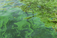 algal blooms