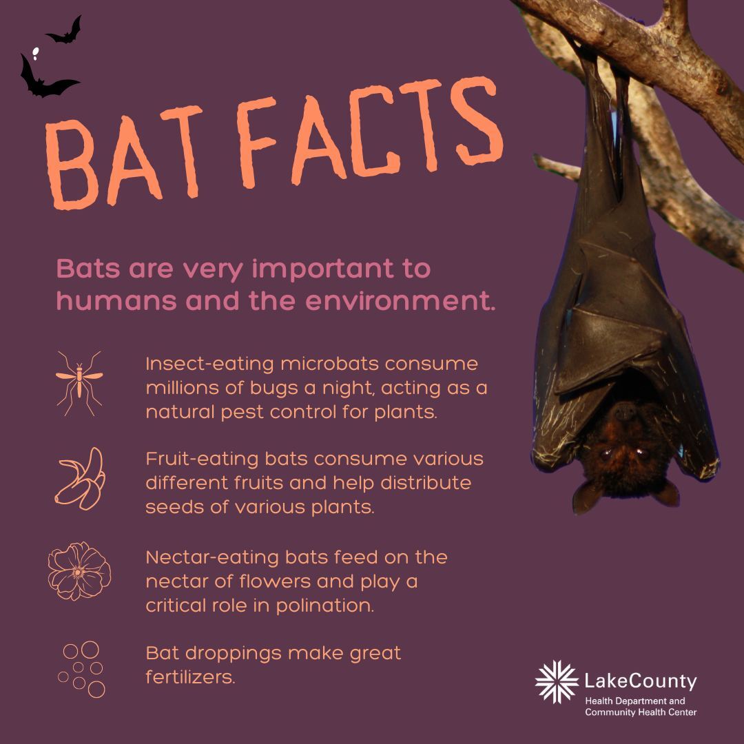 bats