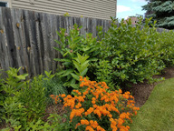 lcfpd native landscaping