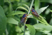 cicadas