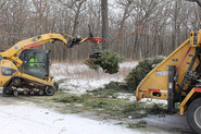 holiday tree recycling