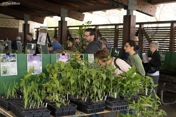 native plant sale 2025