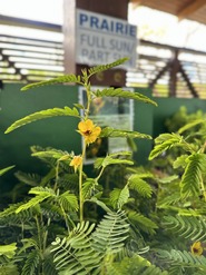 native plant sale