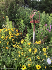 LCPFD Native Plant Sale 