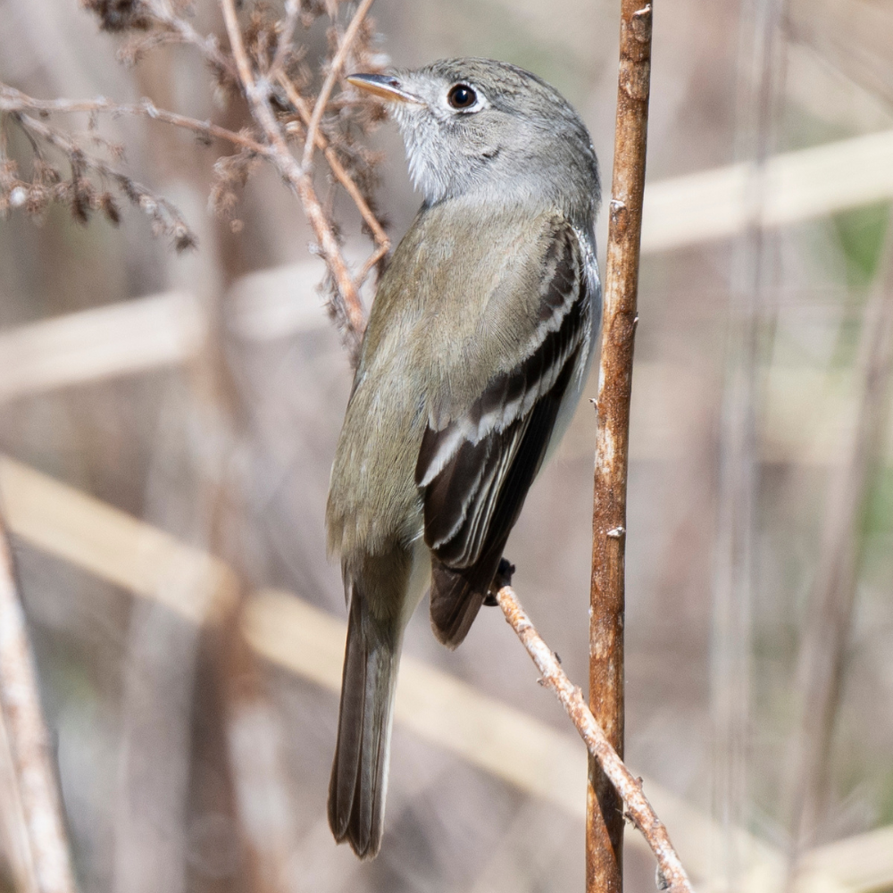bird-friendly building design